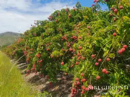 403 Springmount Road, Mutchilba