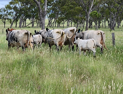 Lot 4 SP 268228 Hermitage Emu Vale Road, Junabee, Darling Downs, 0 chambres, 0 salles de bain, Section