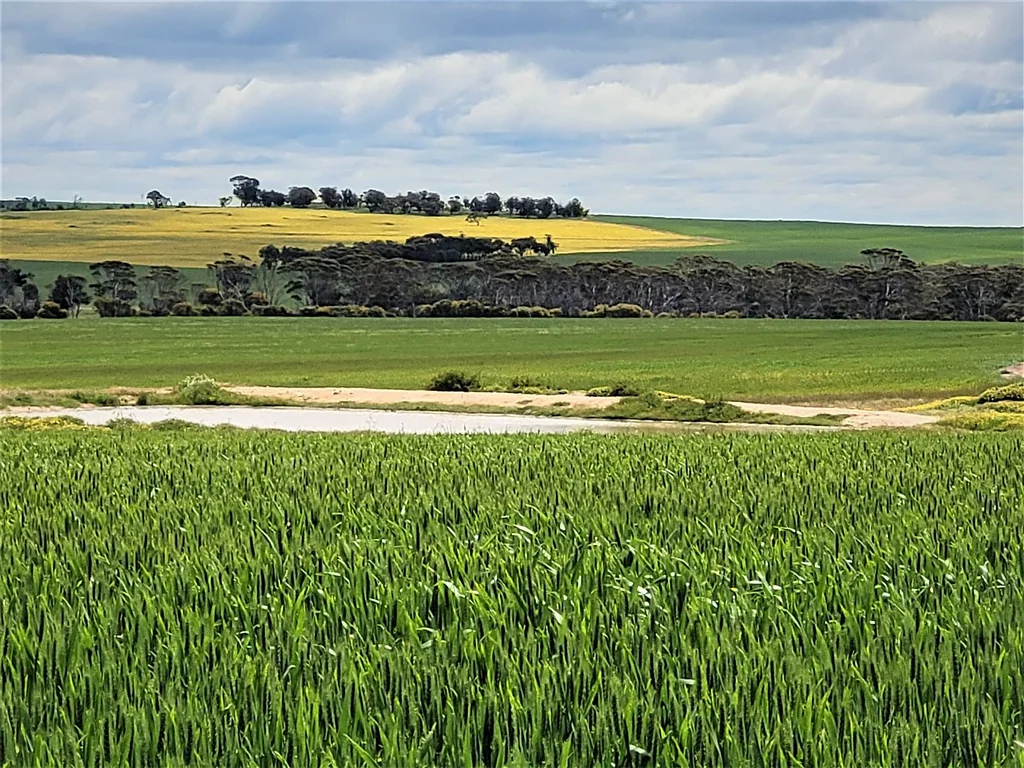 Katanning ***SOLD***Wernup" (1674ha 4138ac) & "Smiths" (467ha 1155ac)