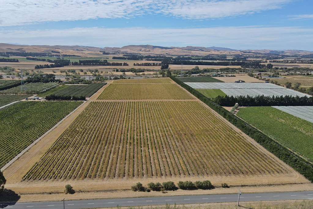 Waipara  Your size to suit!