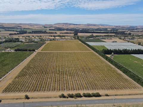 Waipara  Your size to suit!