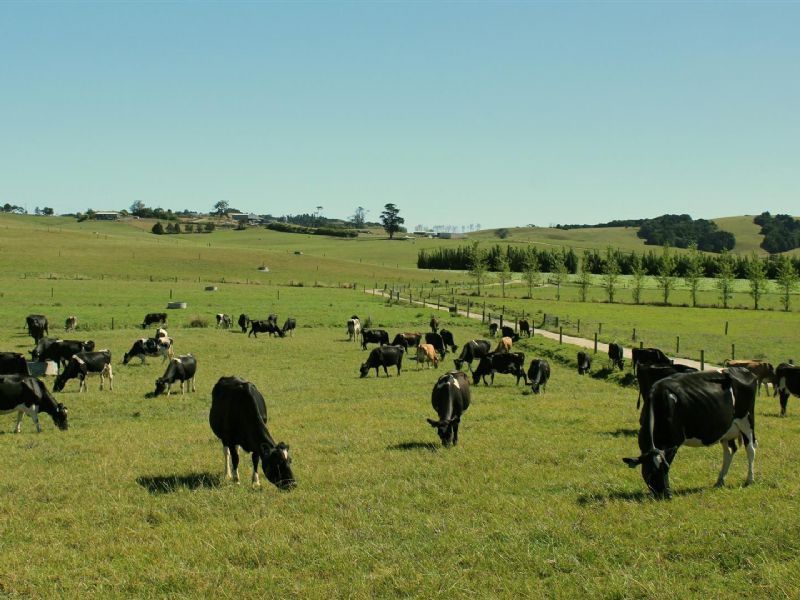 260 Waiteitei Road, Wellsford, Auckland - Rodney, 0房, 0浴