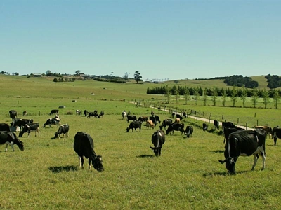 Rural  Rural Production Zone