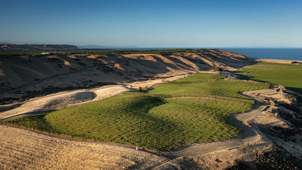 Seddon  Large scale Awatere vineyard