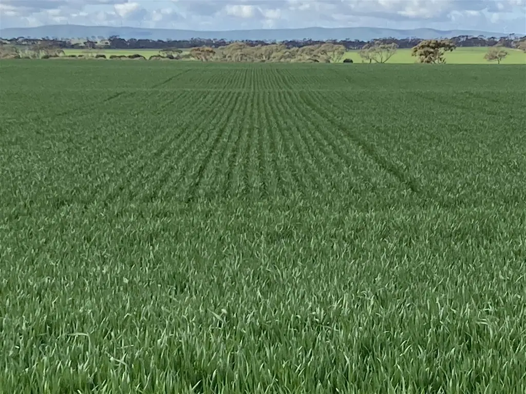 Alford Cropping Land for Lease
