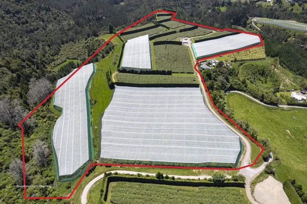 Te Puke Large Scale Kiwifruit Orchard -  Must be Sold