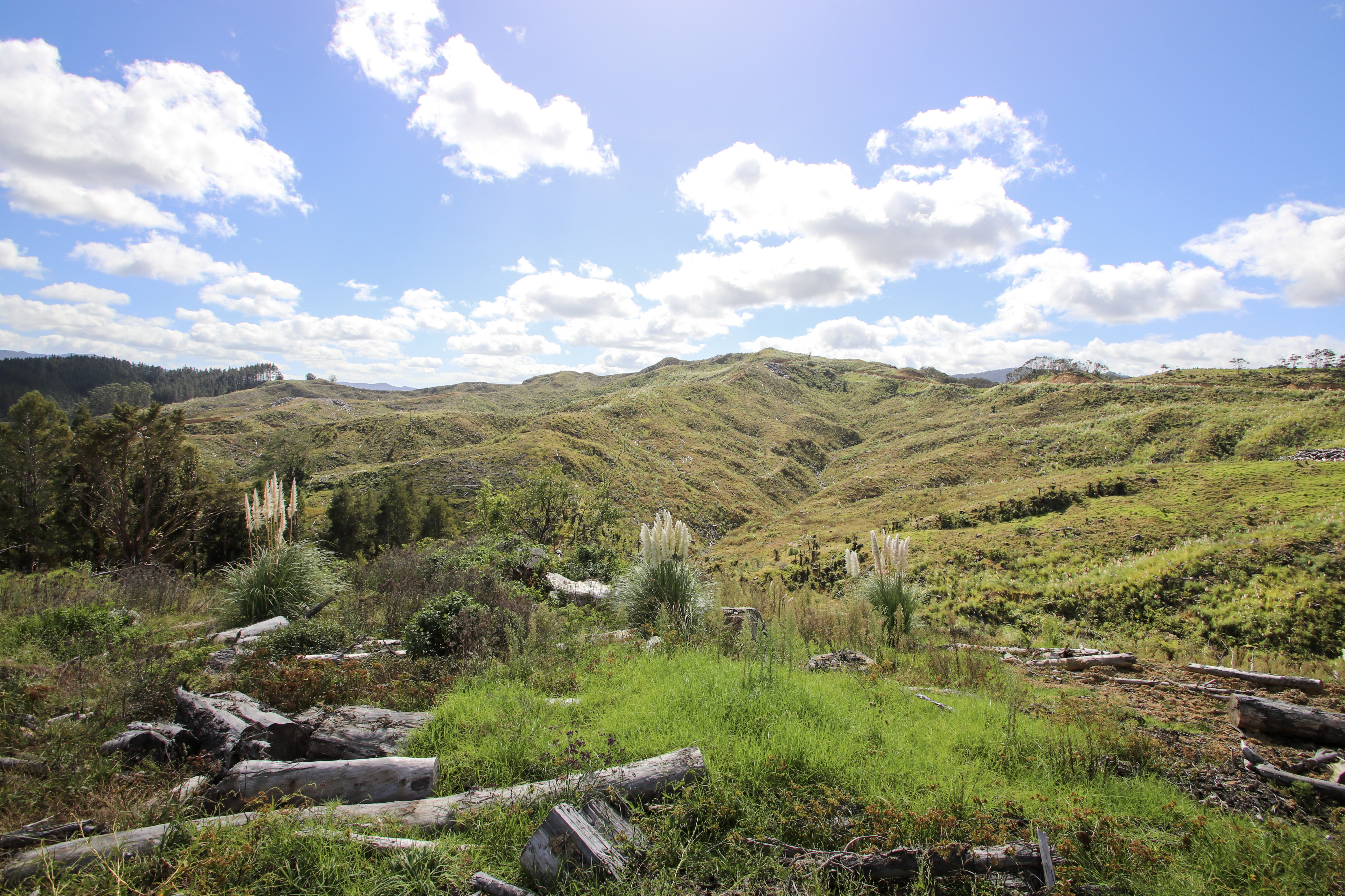 Broadwood Road, Broadwood, Far North, 0房, 0浴, Unspecified