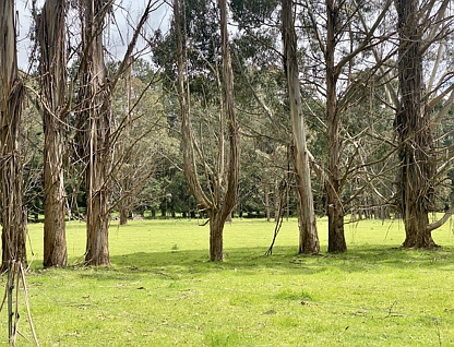5464 Bass Highway, Elizabeth Town, Launceston and North East, 0 rūma, 0 rūma horoi, Lifestyle Property