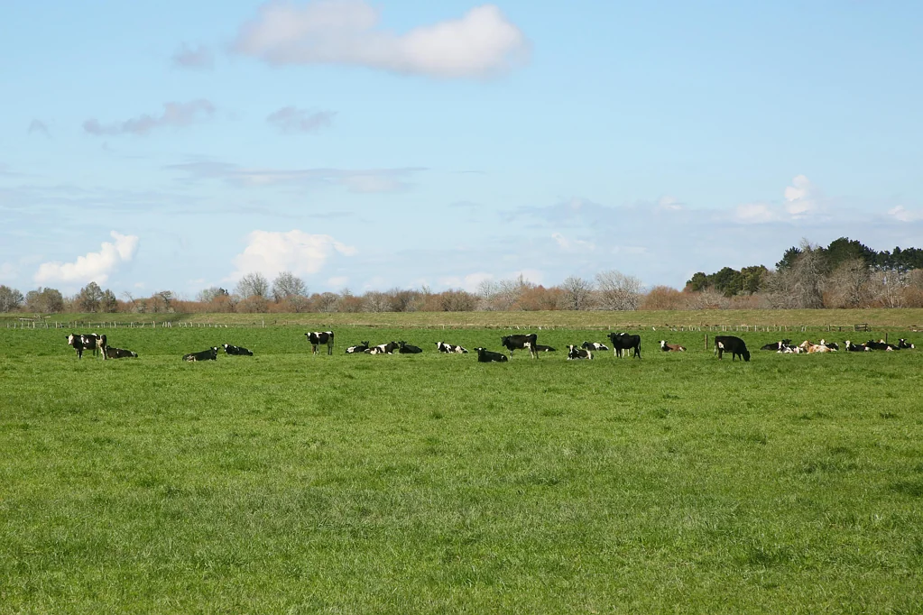 Mercer Dairy Support, Finishing or Cropping Opportunity