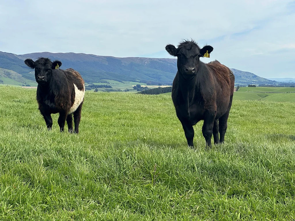 West Otago Surrounds  Dairy Grazing Block Near Edievale