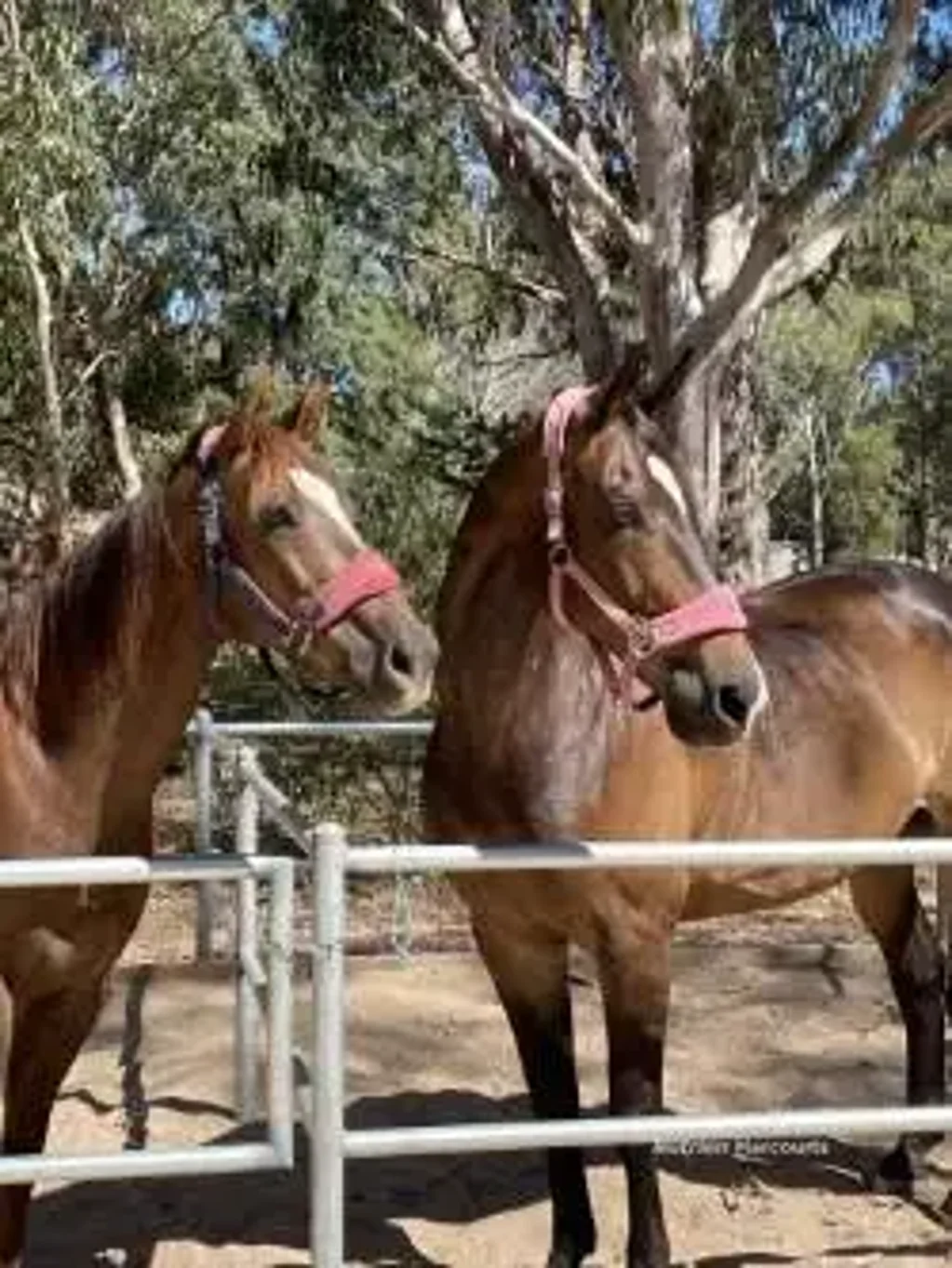Karragullen EQUINE LIFESTYLE POTENTIAL - OWNERS SAY SELL!!!!