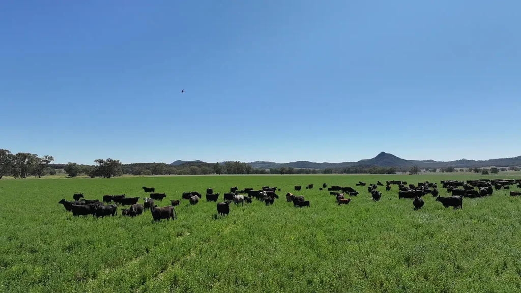 Bugaldie Scenic, Productive Land at the Head of the Goorianawa Valley