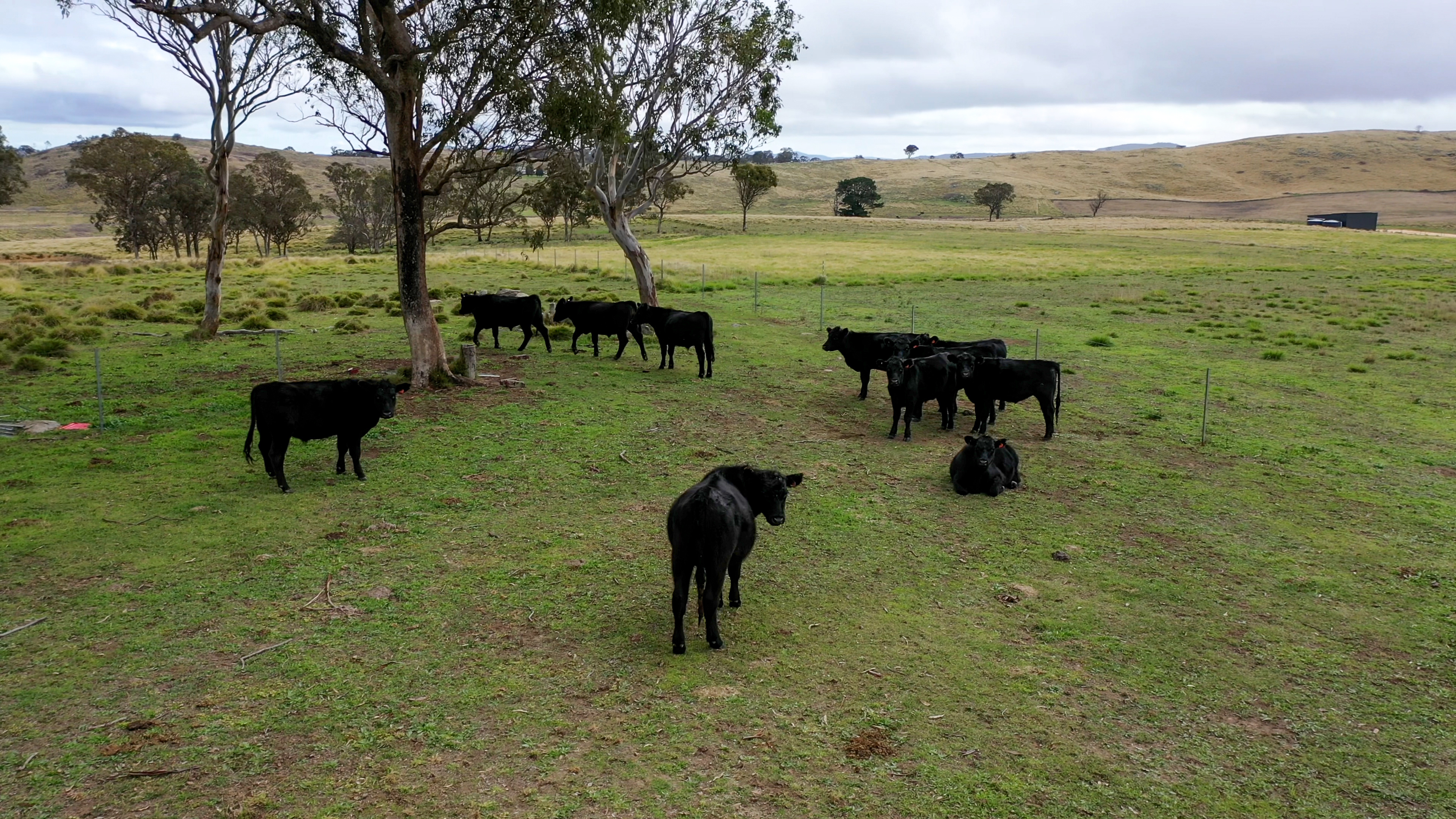 47A BRYANS GAP RD, TENTERFIELD NSW 2372, 0 rūma, 0 rūma horoi, Section