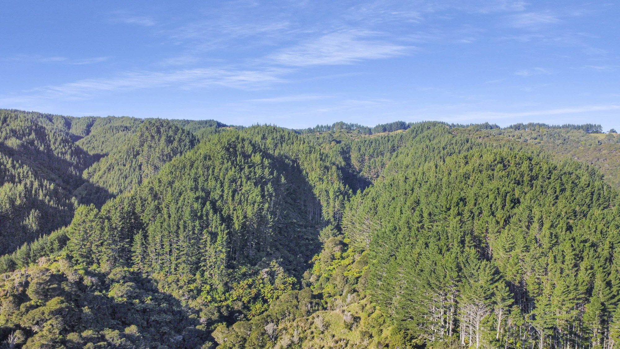 Taneatua Mature pine crop on 42 ha land - 15km to Whakatane