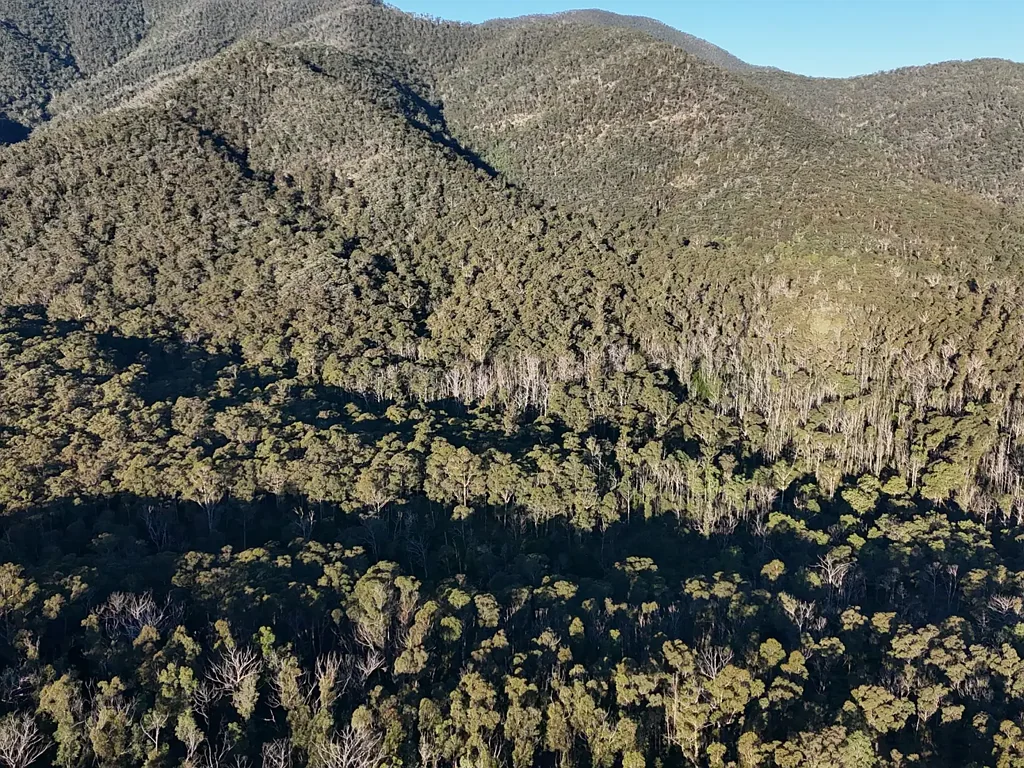 Lot 42 Yankees Gap Road, Bemboka, NSW 2550
