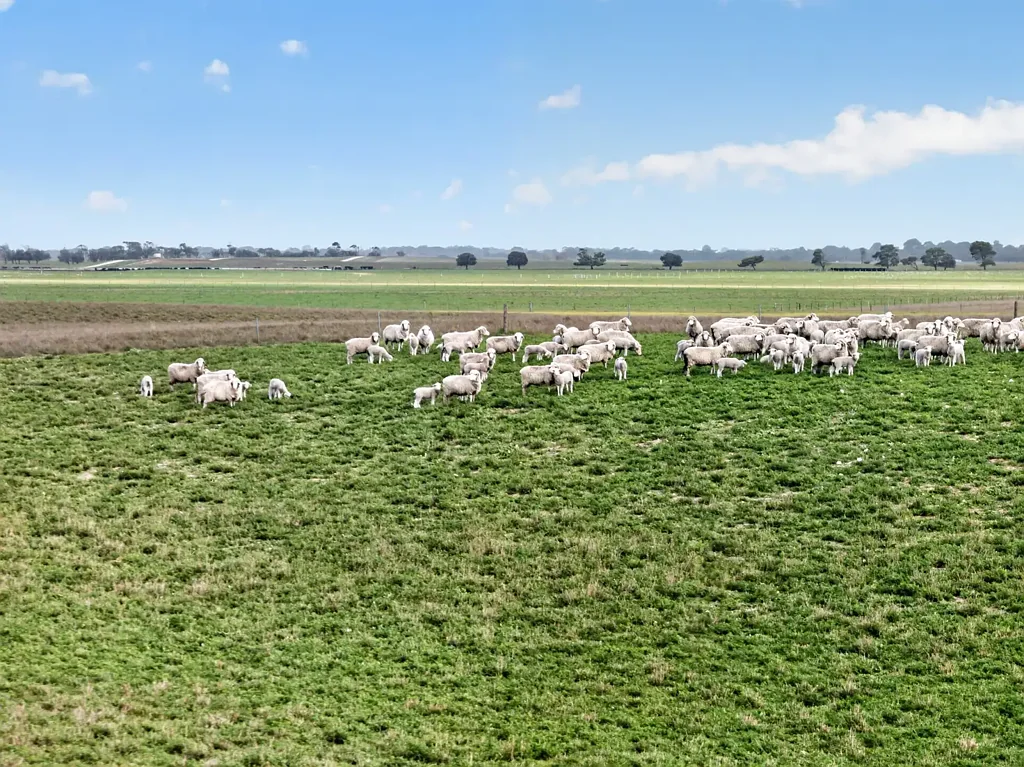 Meningie  Well-Developed Livestock Property with Proven Productivity
