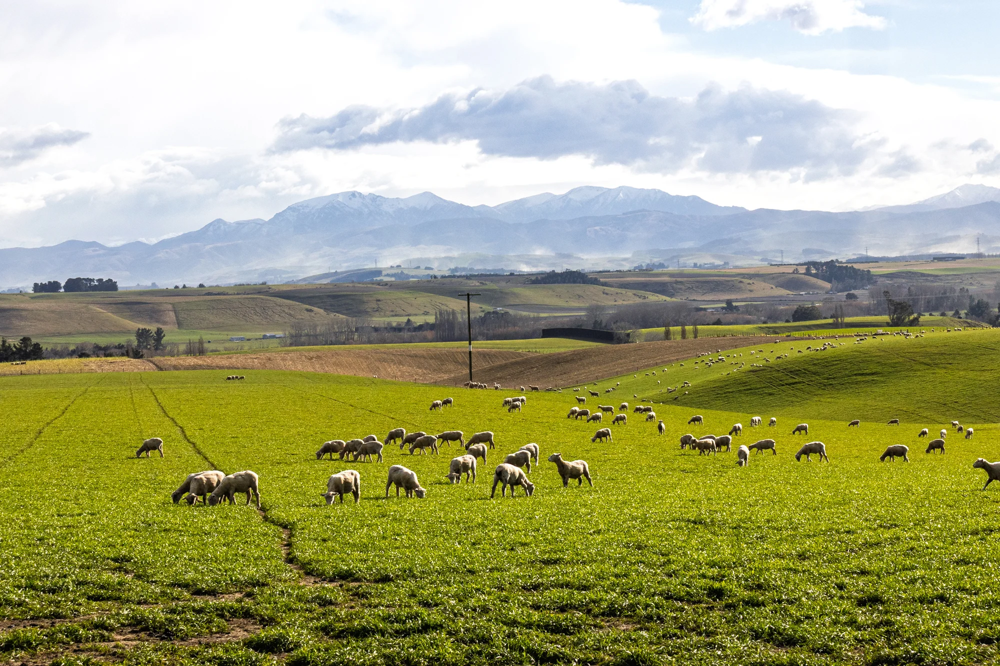 Pleasant Point 81.54 ha - Strategic acquisition