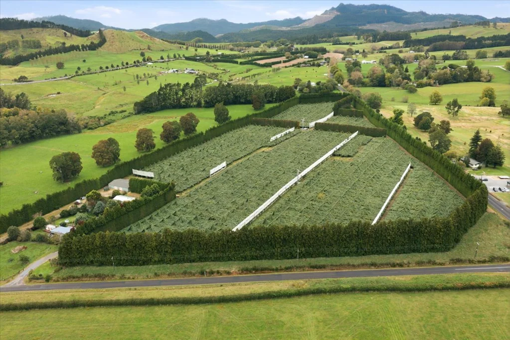 Waihi Beach  Just harvested - 17,500 ca/ha trays of G3