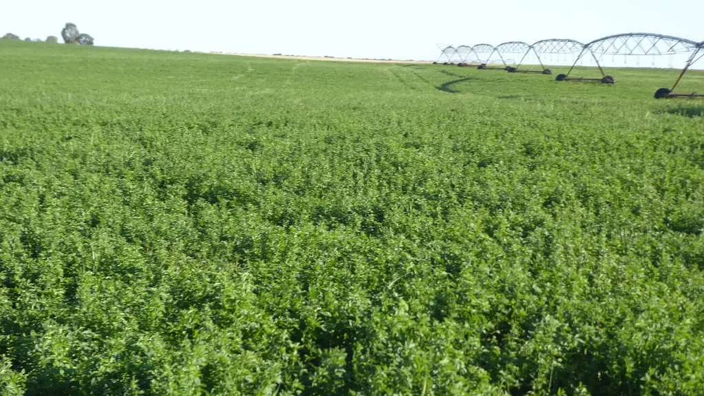 Telopea Downs Irrigated Grazing & Mixed Farming Enterprise