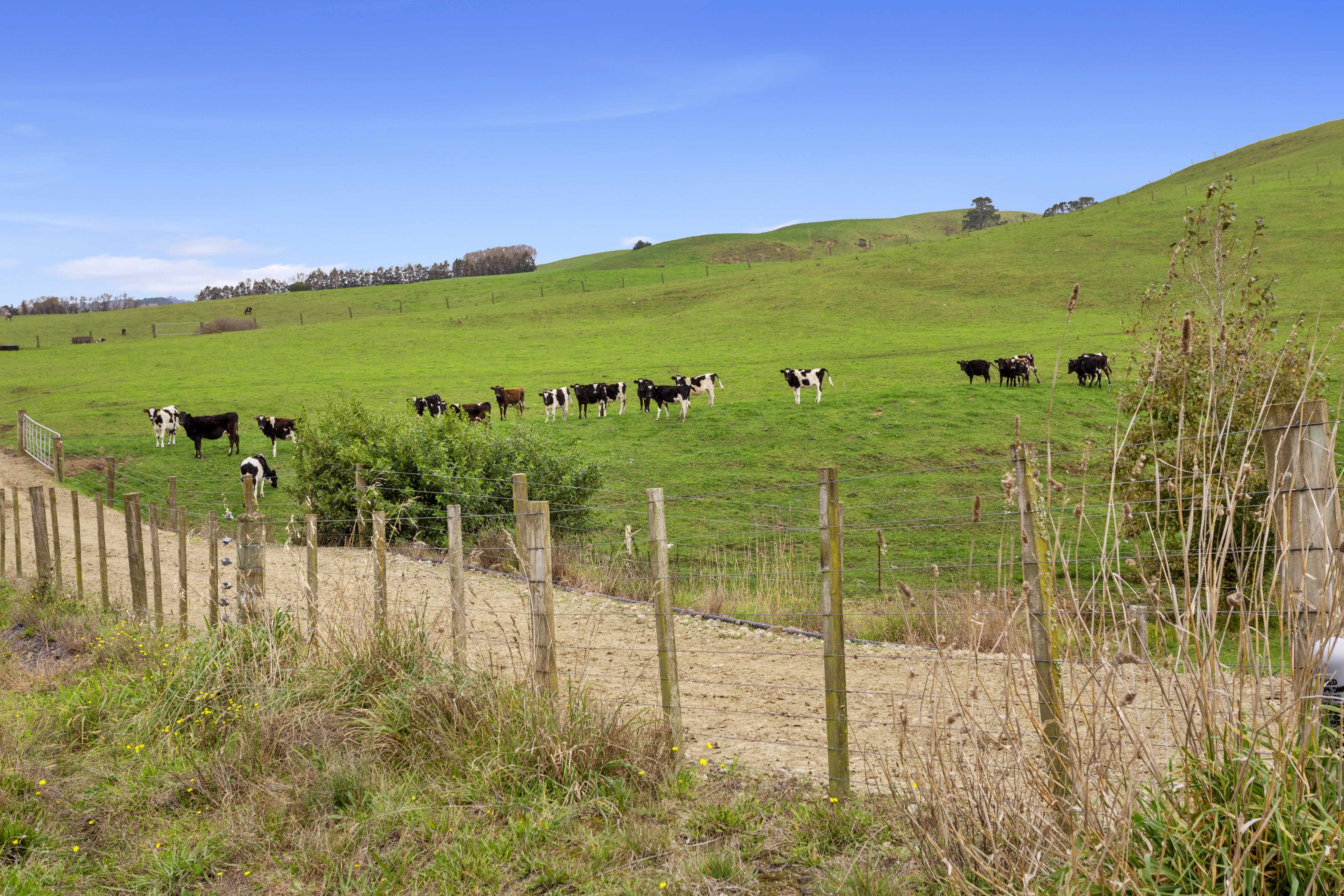 206 Pukekauri Road, Waikino, Hauraki, 0 침실, 0 욕실, Dairy