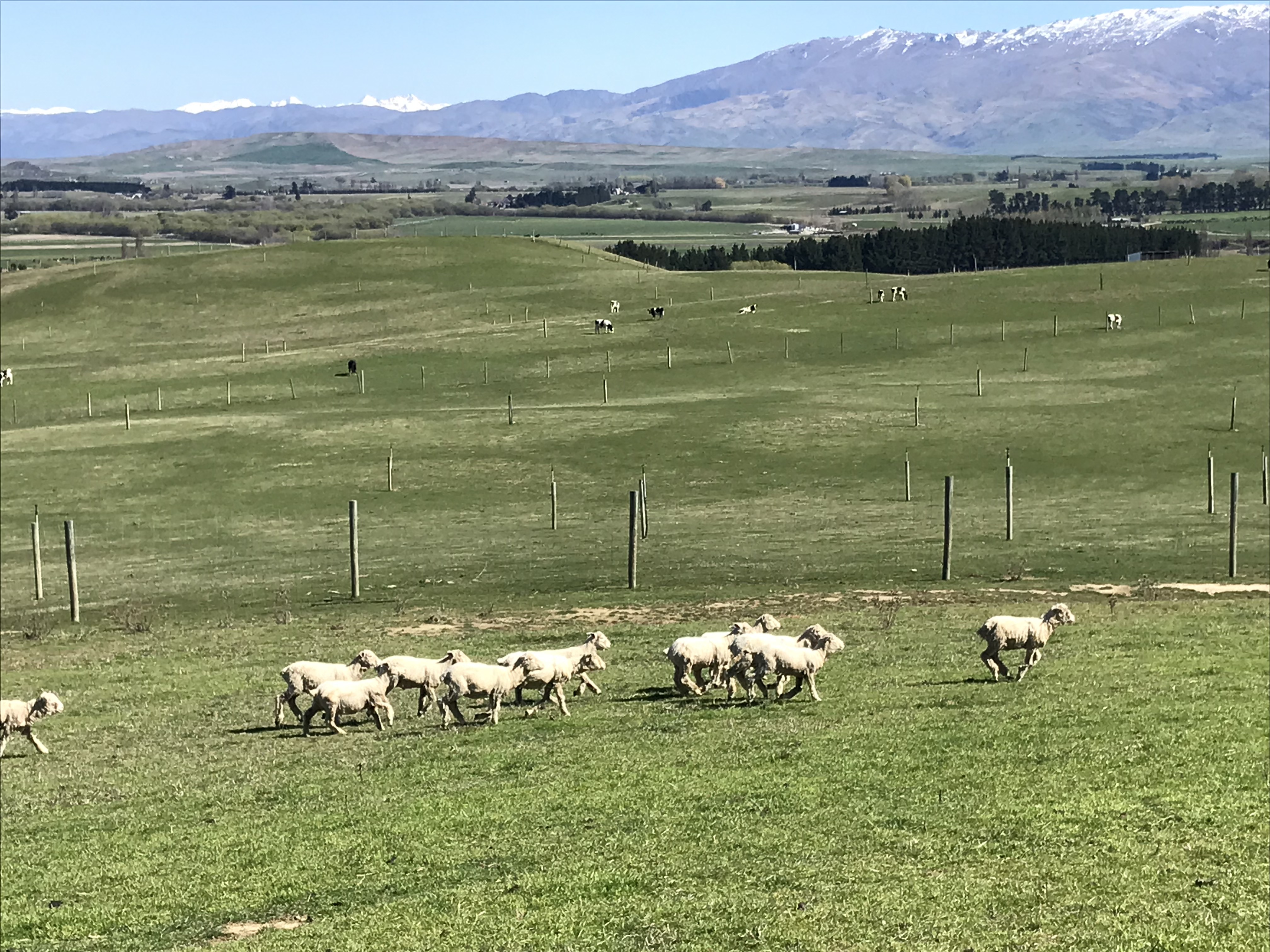 3066 Lauder-Omakau Road, Omakau, Otago, 2 غرف, 1 حمامات, Specialist Livestock