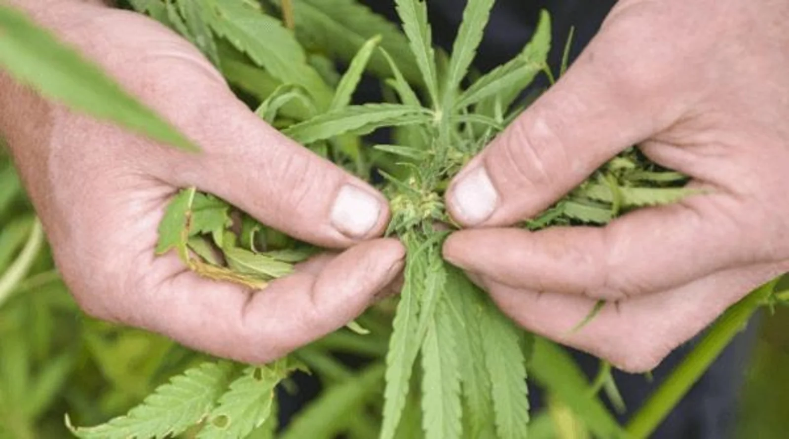 “大麻不是毒品！”大麻将在维州被解除种植限制！成为下一个目标产业，实现商业开放！