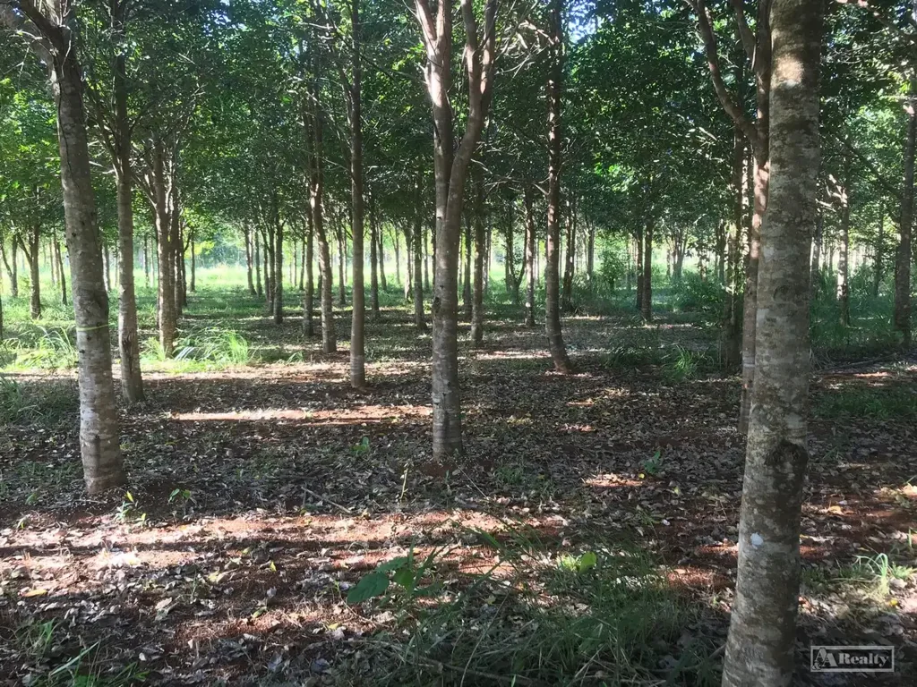 Garradunga GARRADUNGA AGARWOOD PLANTATION
