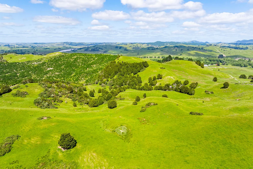 Dargaville Surrounds Lifestyle, income & subdivision potential