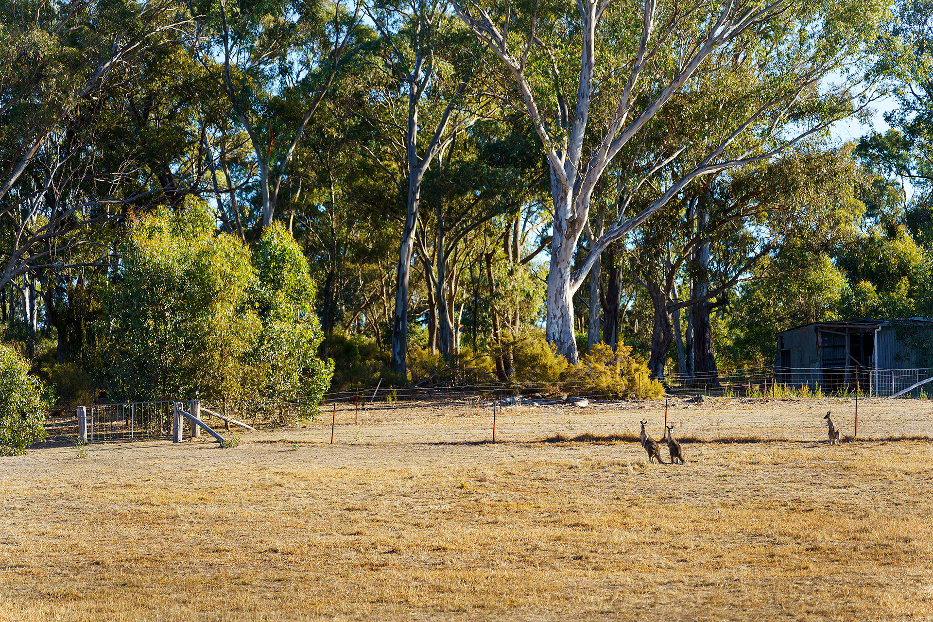 256 BARKER ST, CASTLEMAINE VIC 3450, 0 Bedrooms, 0 Bathrooms, Section