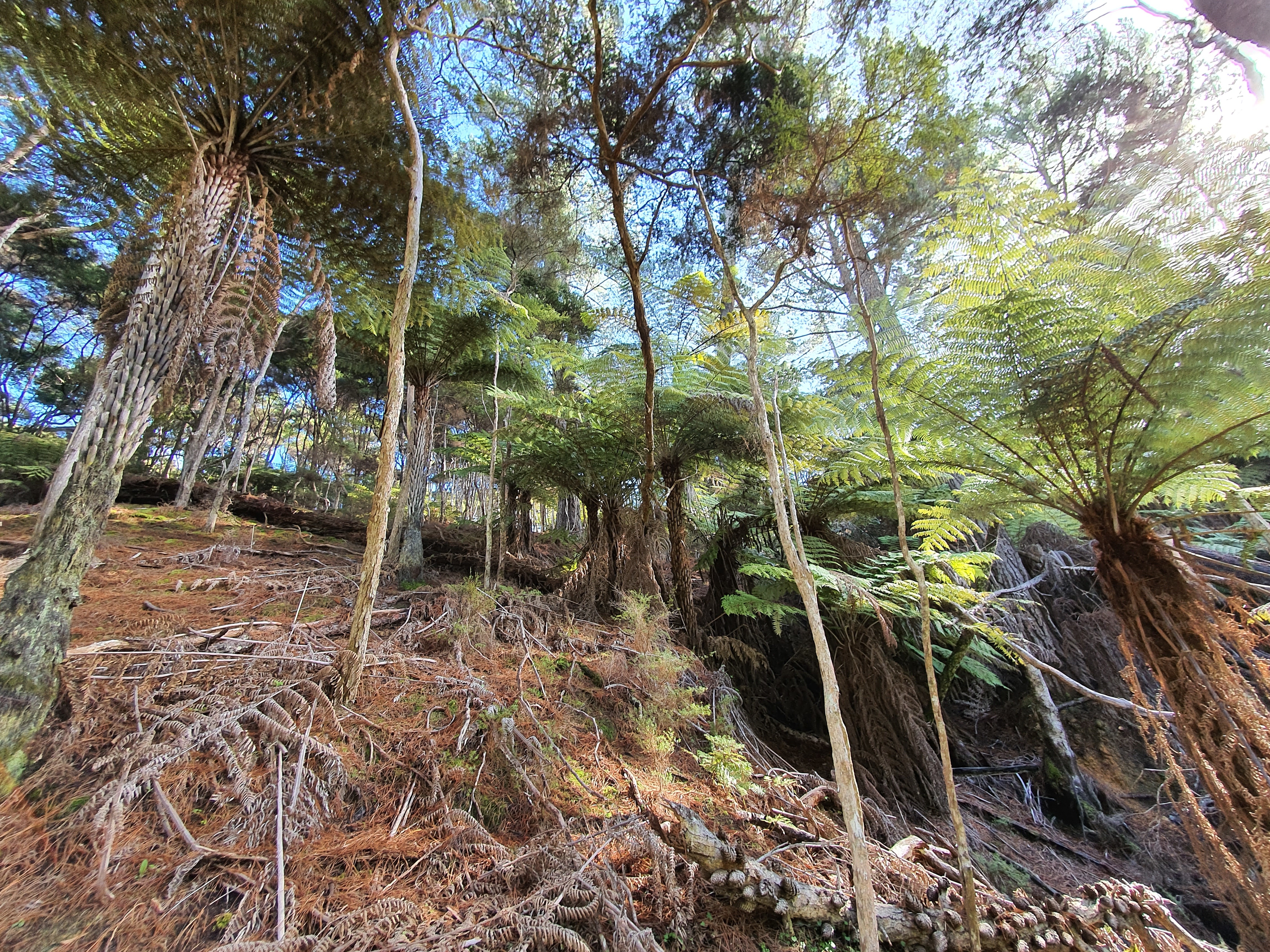 12 Lavinia Place, Kawau Island, Auckland - Rodney, 0 habitaciones, 0 baños