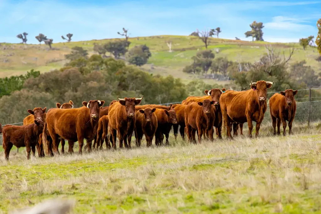 Crookwell GRAZING & LIFESTYLE
