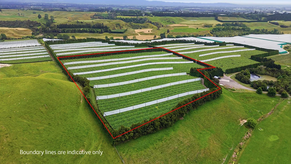 Paengaroa Amalfi – G3 Production Block