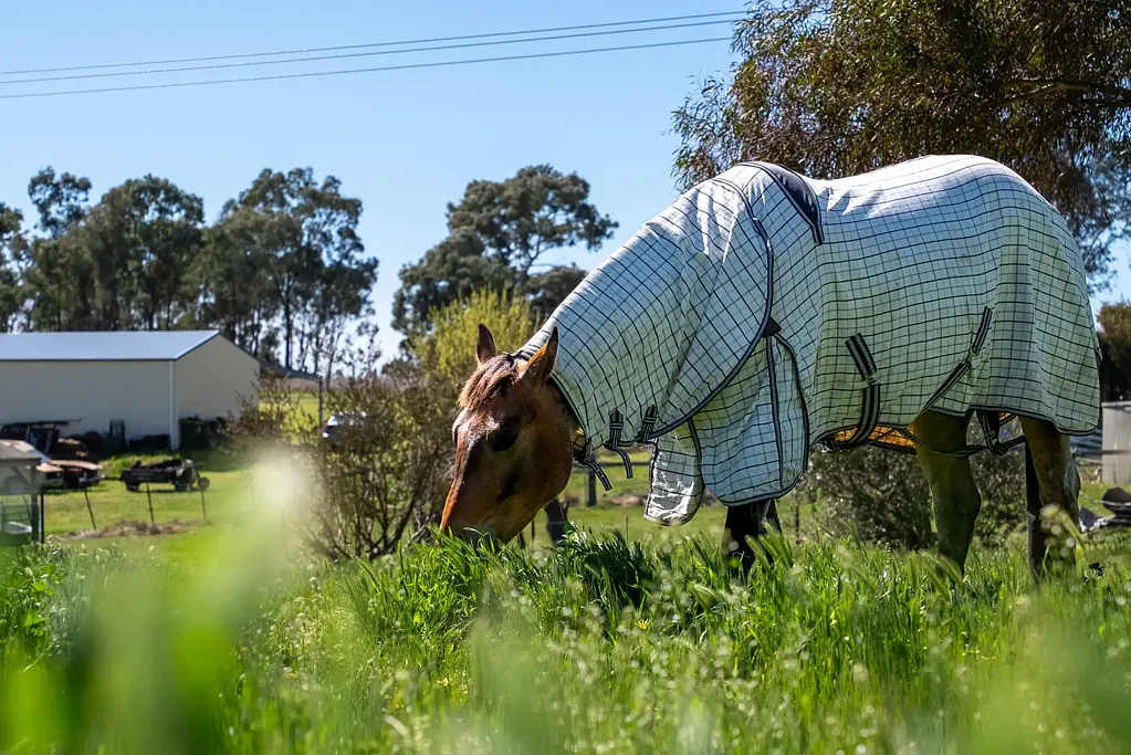 116 Speedy Street, Molong via, Orange, NSW 2800