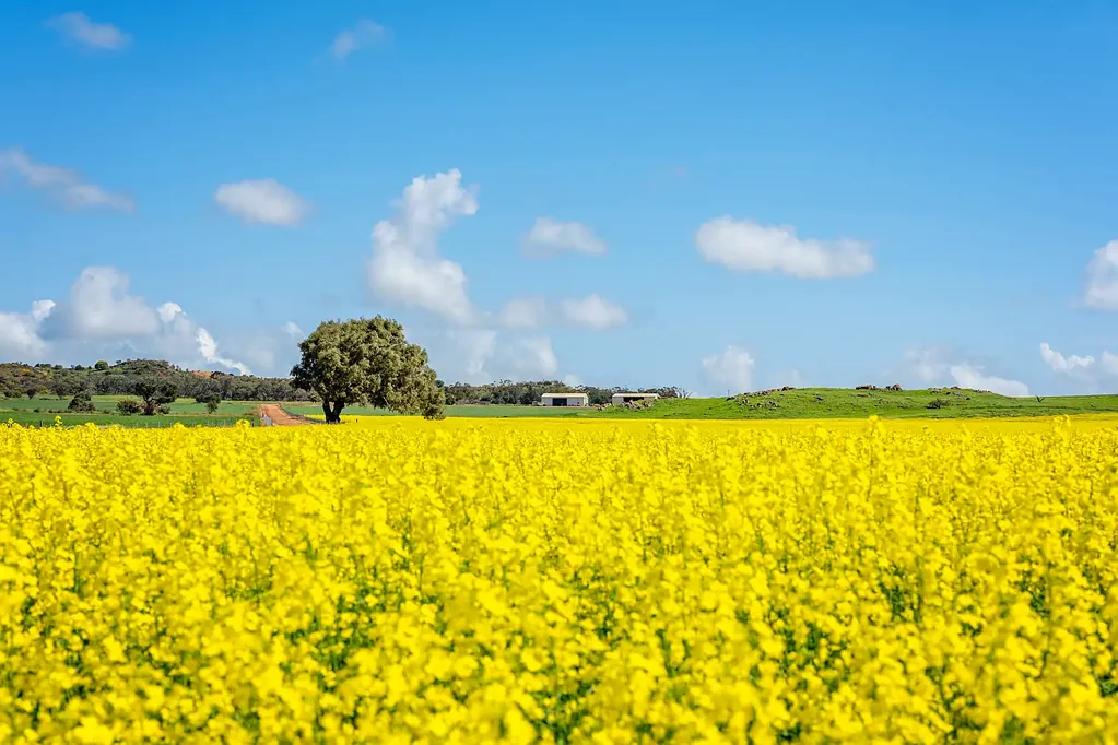 Hickety Chapman Valley Special