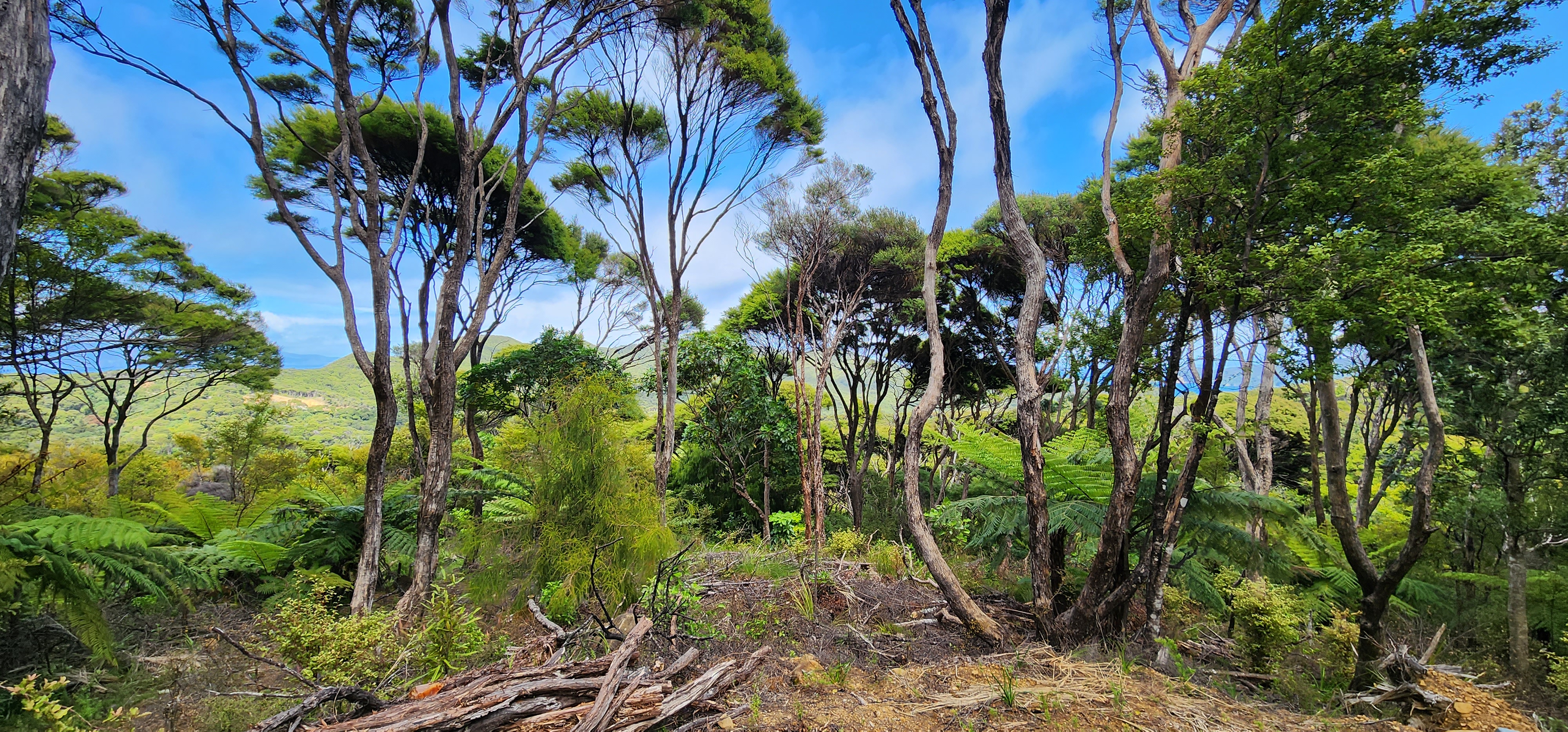 Hauraki Gulf Islands