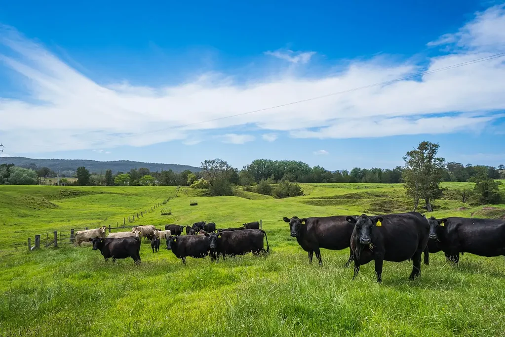673 Summer Hill Road, Vacy, NSW 2421
