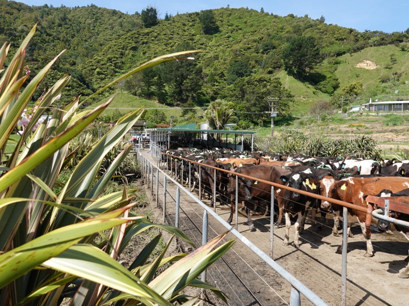 294 Tirohanga Road, Opotiki Coastal, Opotiki, 0 Bedrooms, 0 Bathrooms, Dairy