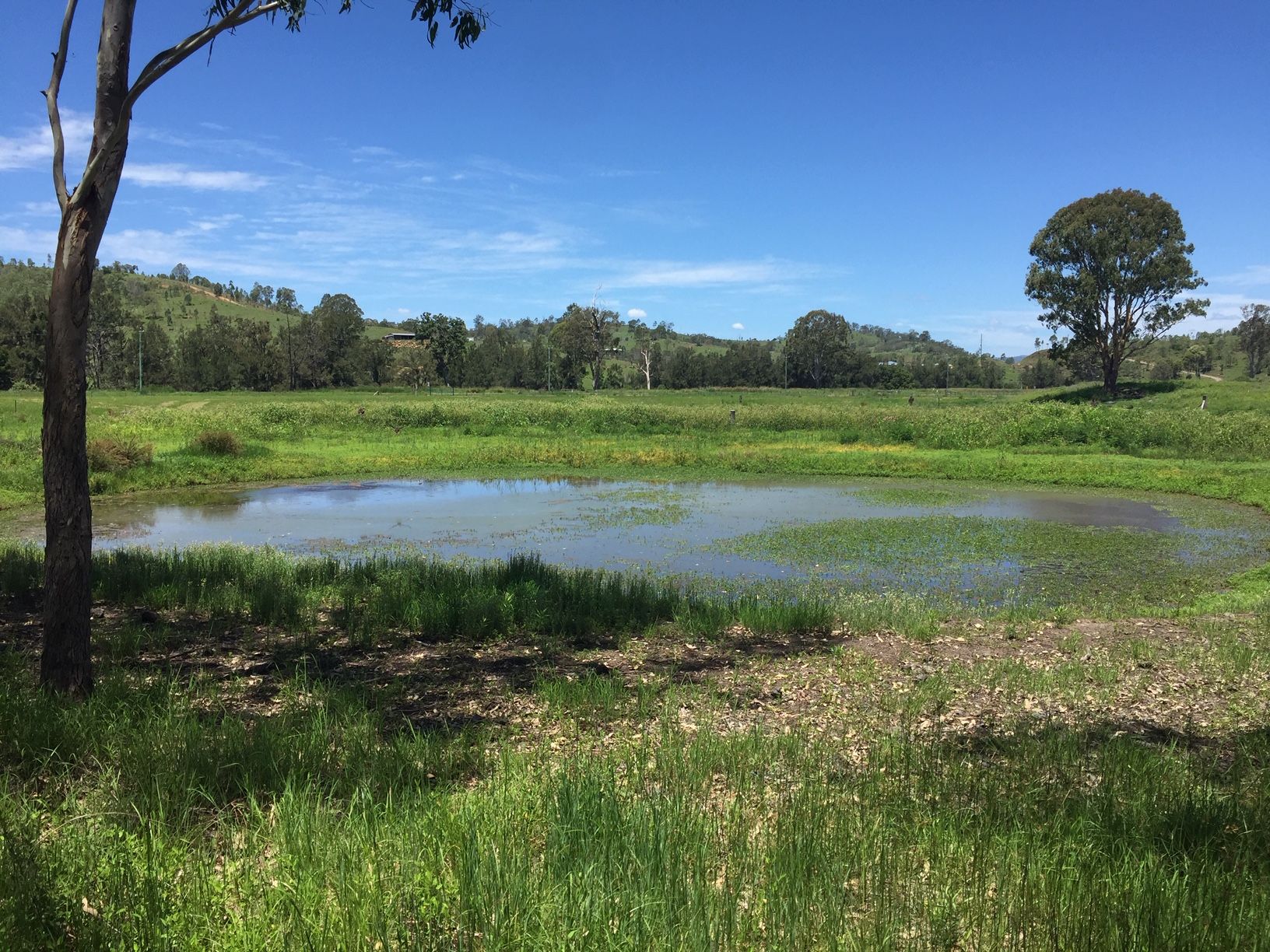 THE FLOWER FARM 565 KOORALBYN RD, KOORALBYN QLD 4285, 0 Kuwarto, 0 Banyo, Lifestyle Property