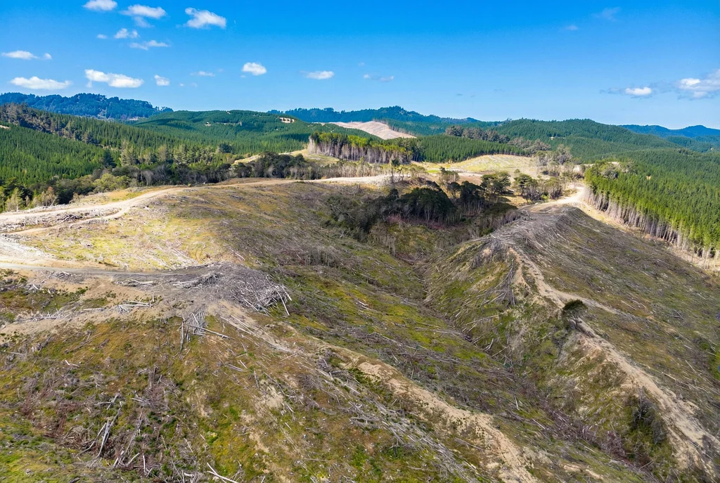 Te Wharau Prime forestry investment - 50 ha opportunity
