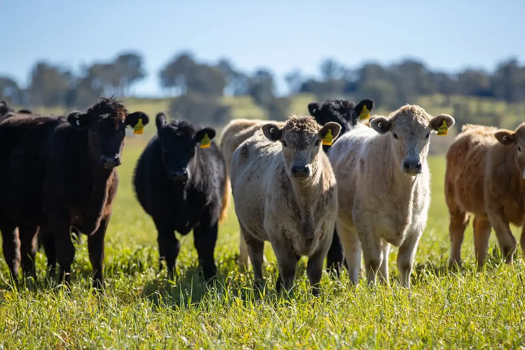 'Pine View' 821 Llangothlin Road, Guyra, NSW 2365