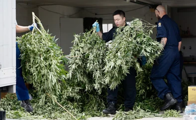 奥克兰豪宅出租却变大麻种植窝点，华人房东一头雾水