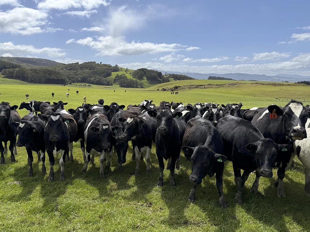 Otautau Specialised dairy grazing and wintering unit