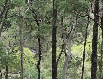 Lot 10 Mountain Creek, Tenterfield, Tamworth, 0 Schlafzimmer, 0 Badezimmer, Lifestyle Property