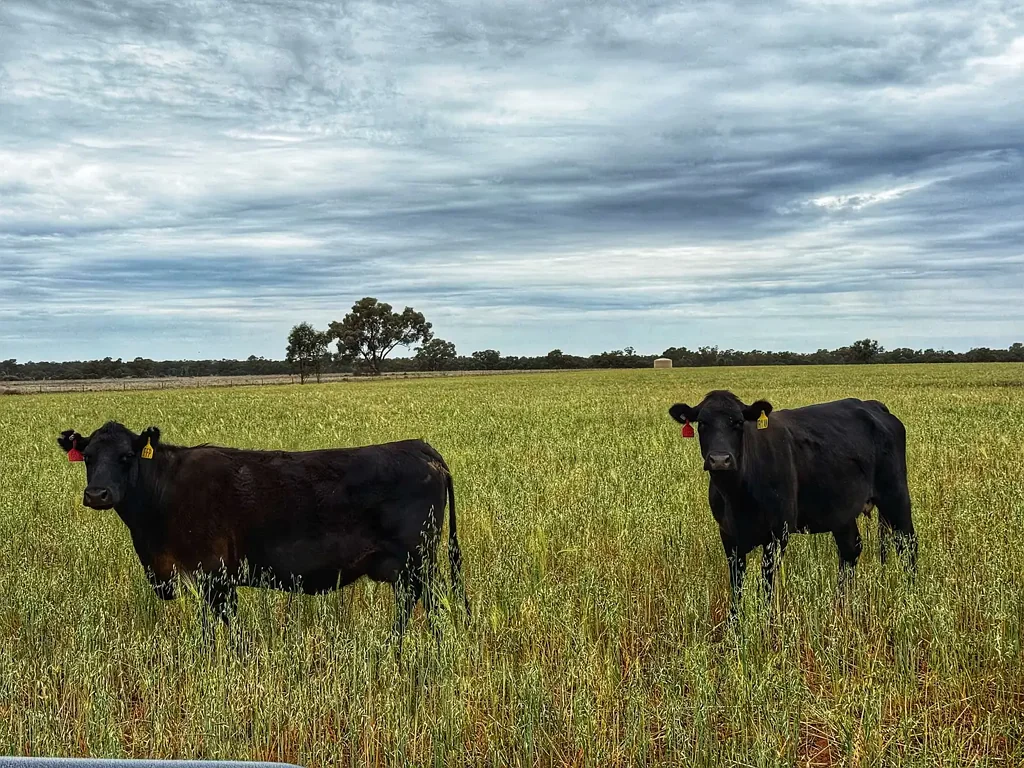 'Napunyah' 1224 Eremeran Road, Condobolin, NSW 2877