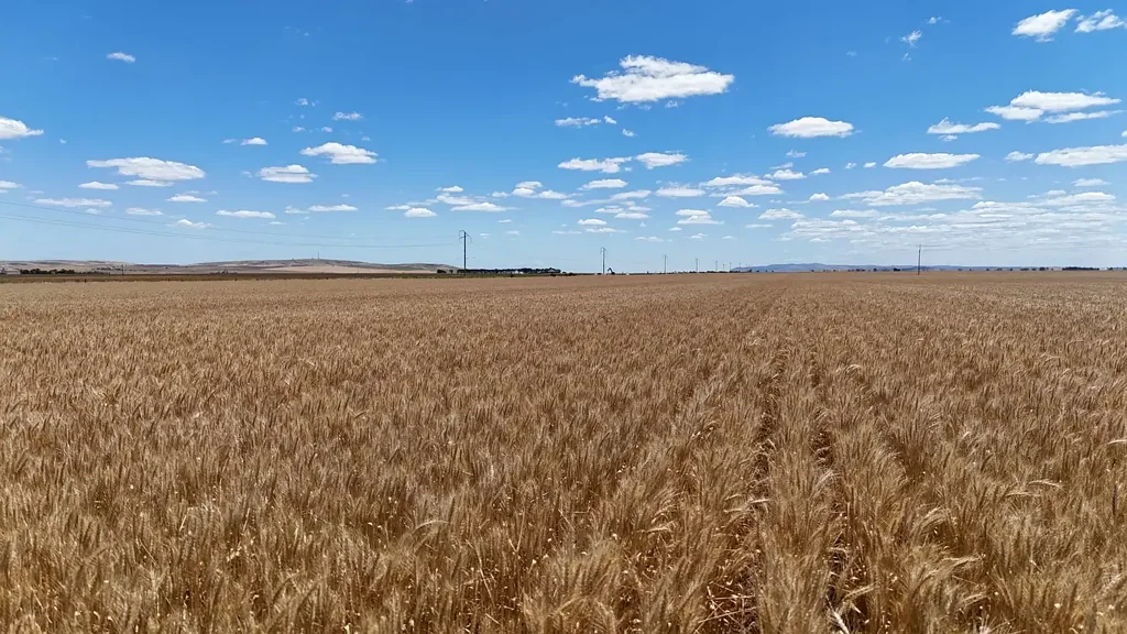 Koolunga  'Dunsfords'