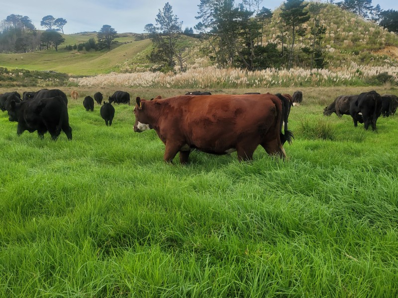 Pinaki Road, Te Kopuru, Kaipara, 0 rūma, 0 rūma horoi