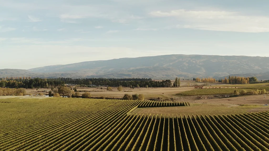 Alexandra Under the vines