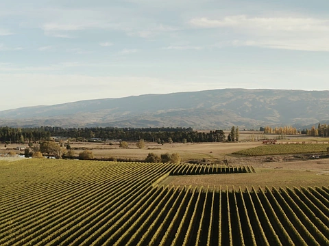 Alexandra  Under the vines