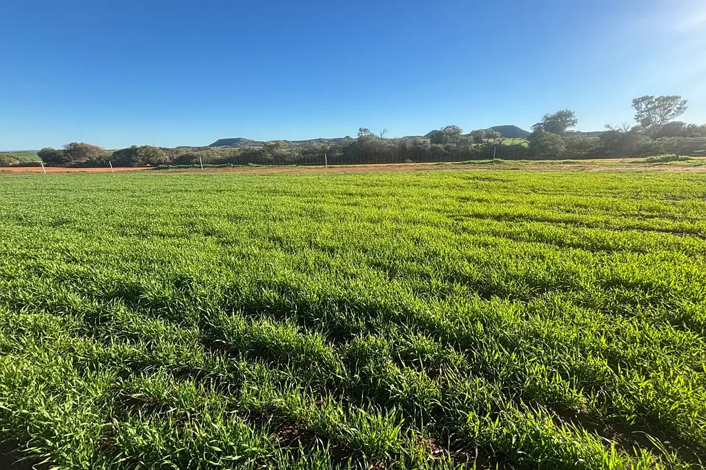 Lot 7890 Hatch Road, Bowes, WA 6535
