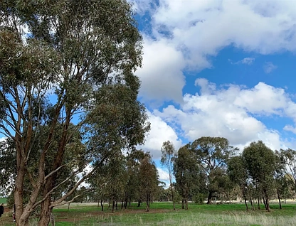 Address Withheld, Bonn, VIC 3561, 0 ห้องนอน, 0 ห้องน้ำ, Section